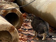 도시동물 | 경계동물, 비인간 생명들이 만들어 온 도시 생태계