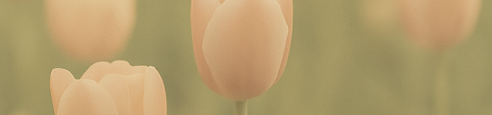 TPT HEADER.png