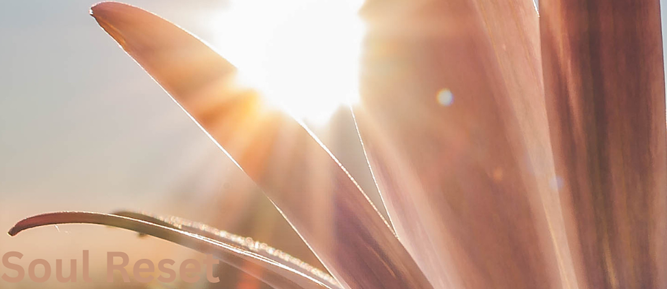 Light through flower.png