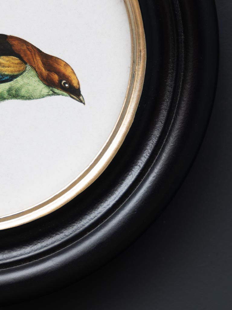 Thumbnail: Set of 3 round framed pictures of colourful birds
