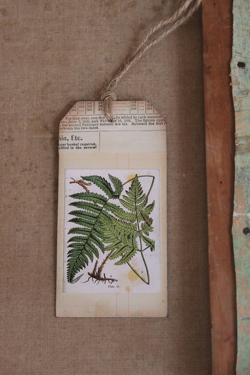 Fern No2