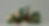 LP-image-FIG LEAF.png