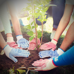 Monthly Arboretum Working Bee Sunday 20 July 9am to 12pm