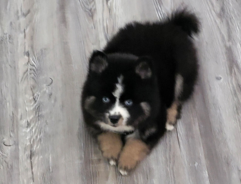Screenshot_20260207_180245_Good Dog.jpg