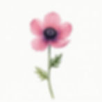 Botanical Anemone Study