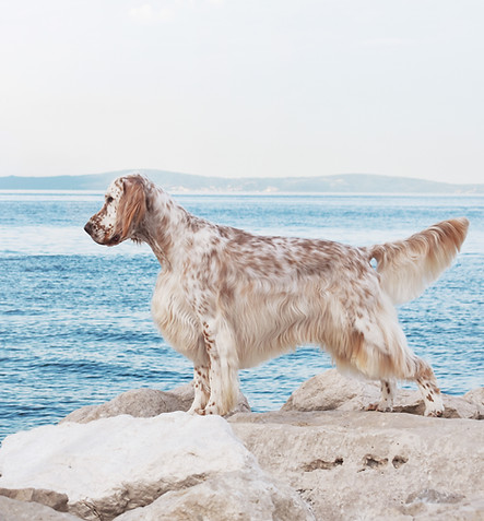malbec_sea1.jpg