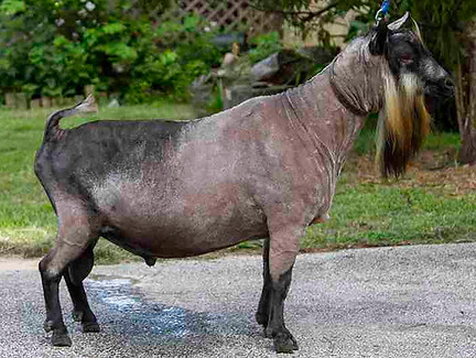 ds pc kessel run dairy goats.jpg