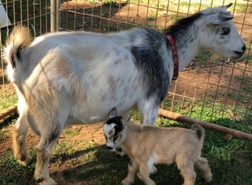 Shoo Shoo Farm Ava Rose