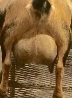 sd udder pc redstone dairy goats_edited.jpg