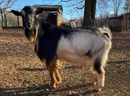 SIRE LIVIN MY DREAM LQ MIGHTY QUINN PC WILD HEART ACRES.jpeg