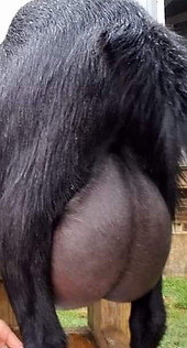 DAM Bluestocking CH Hopscotch Udder PC DoubleBarrel Ranch.jpeg