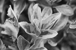 flower black and white 1