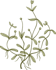 Botany
