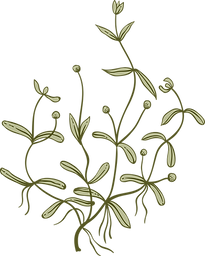 Botany