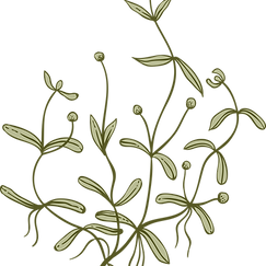Botany