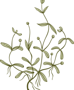 Botany