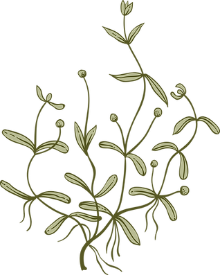 Botany