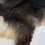 Thumbnail: OBSIDIAN - WILD LEATHER SHEEPSKIN