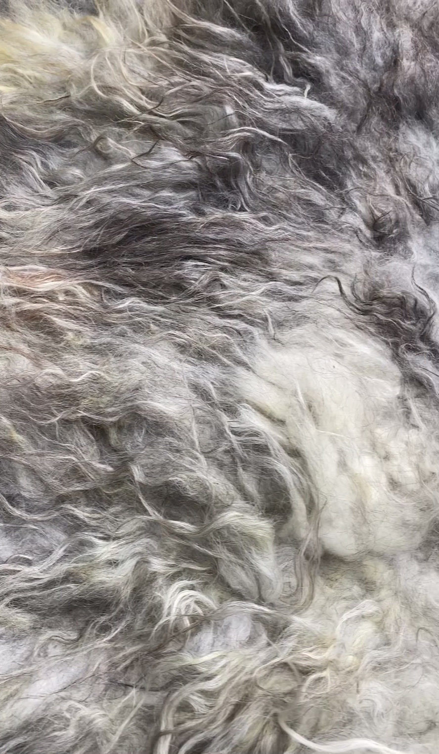 Thumbnail: PISCES WILD FELTED WOOL RUG