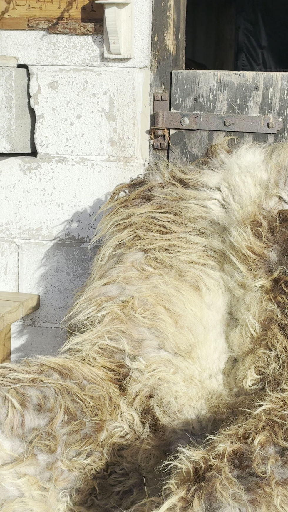 Thumbnail: ASLAN THE KING - WILD WOOL RUG