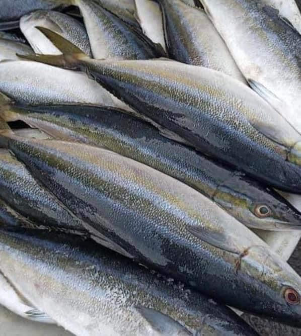 Miniature : poisson banane ou saumonnette bien frais vendu au kilo 