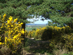 Heffalump Trap, Ashdown Forest