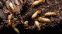 Termite damage risk—example of hidden structural threat in Tennessee homes