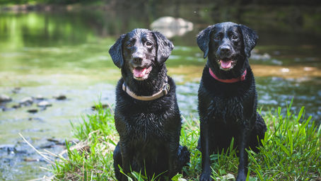 La puberté chez le chien
