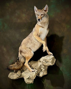 Taxidermy(3).jpg