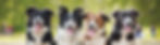 DIS-banner.jpg