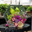 Miniatura: Bouquet nella resina Esagono L
