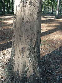 Hypoxylon Canker Hisey Company Matthew Hisey