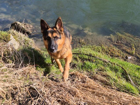 Rex - Königlicher Traumhund