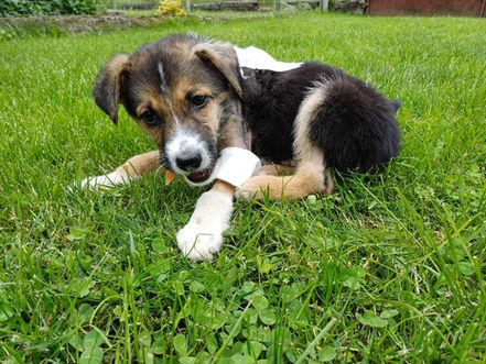 Aliz hat einen neuen Notfall - Welpe Erwin ist schwerstverletzt! 😢