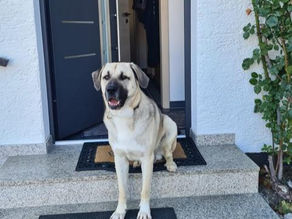 Goldy - ein wirklich toller Rüde 😍