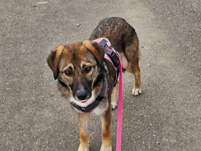 Bessi - unser Glückskleeblatt 