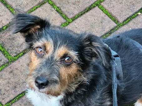 Yola: kleine Printe