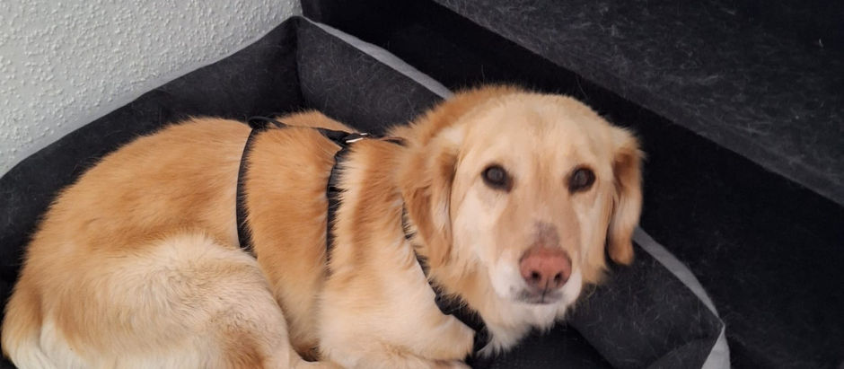 Orlando - sanfter Seelenhund