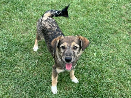 Dakota - unser Glückspfötchen 