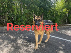 Rex - Königlicher Traumhund