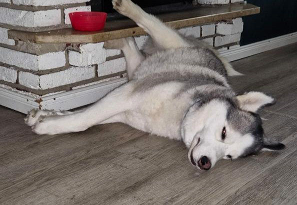 Yuma – Vollendete Husky-Schönheit