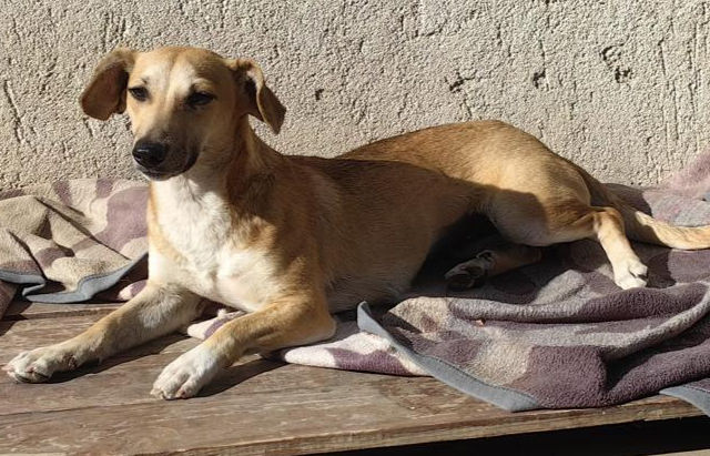 Sheena - kleine Powerkugel