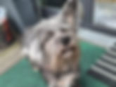 Oscar - herzallerliebst
