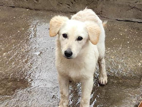 Cupcake - Team Luana