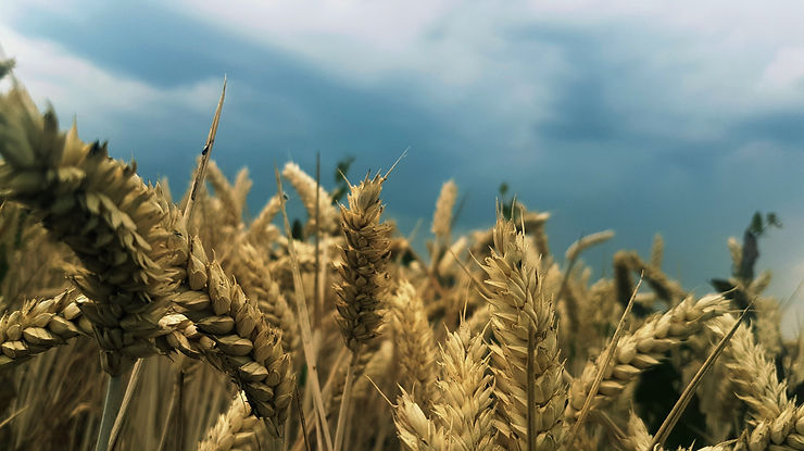 agriculture-barley-close-up-1209491.jpg