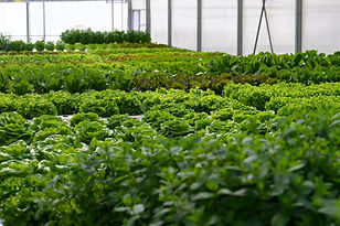 CleanGreens greenhouse high yield lettuces salads herbs production sustainable agriculture premium quality