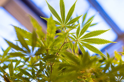 Cannabis02.jpeg