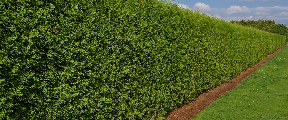 hedge.jpg