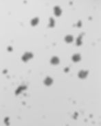 microbez