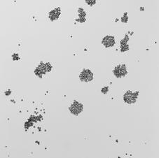 microbez